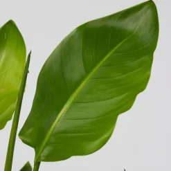 Plant in a Box - Strelitzia Reginea Paradijsvogelbloem X3 - Hoogte 25-40cm