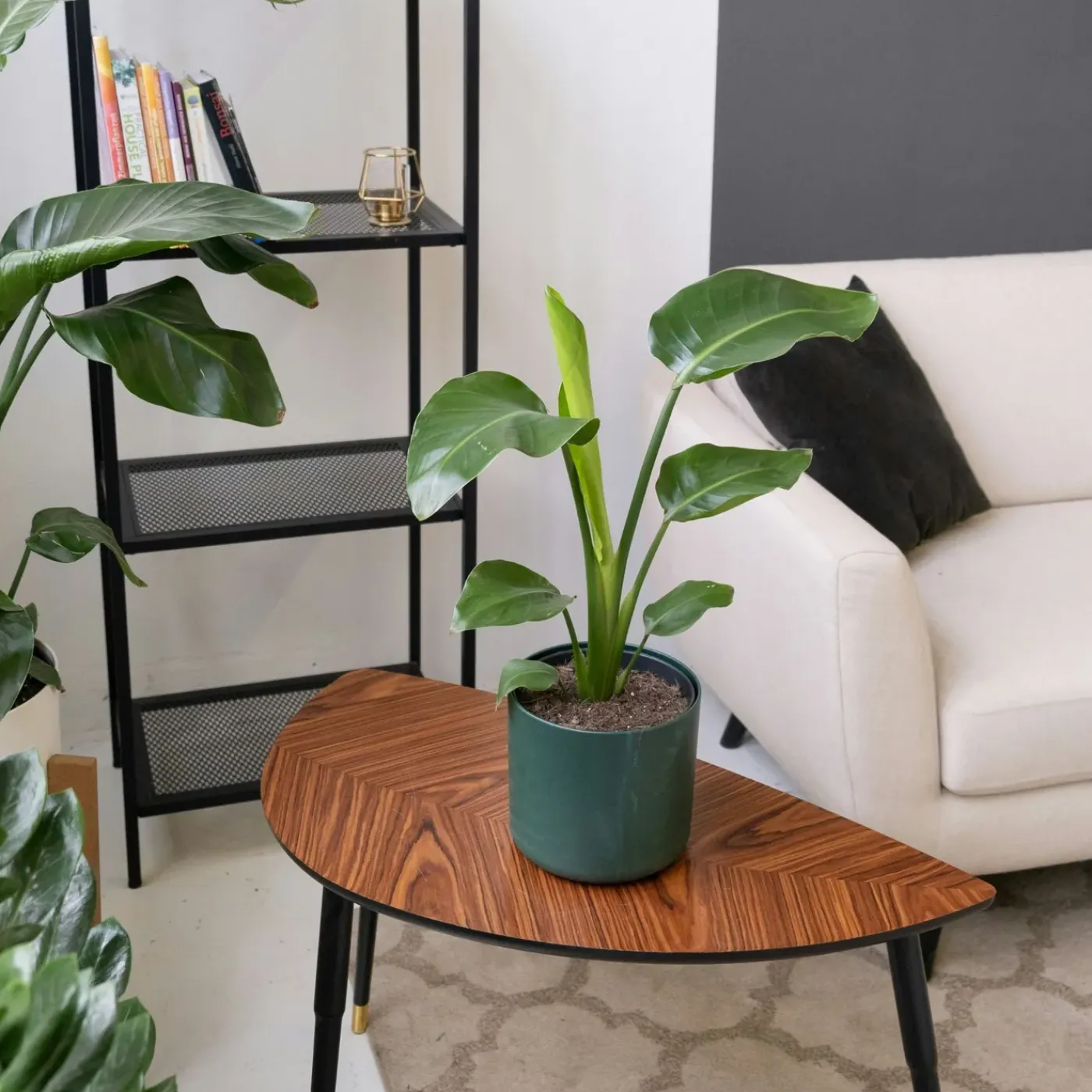 Plant in a Box - Strelitzia Reginea Paradijsvogelbloem X3 - Hoogte 25-40cm