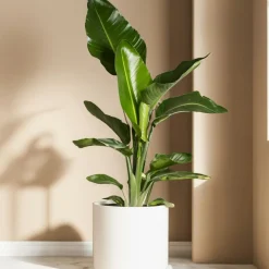 Plant in a Box - Strelitzia Reginea Paradijsvogelbloem X3 - Hoogte 25-40cm