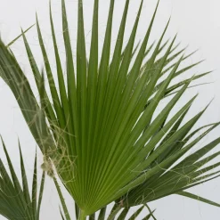 Plant In A Box - Washingtonia Robusta Mexicaanse Waaierpalm X1 - Hoogte 50-60cm