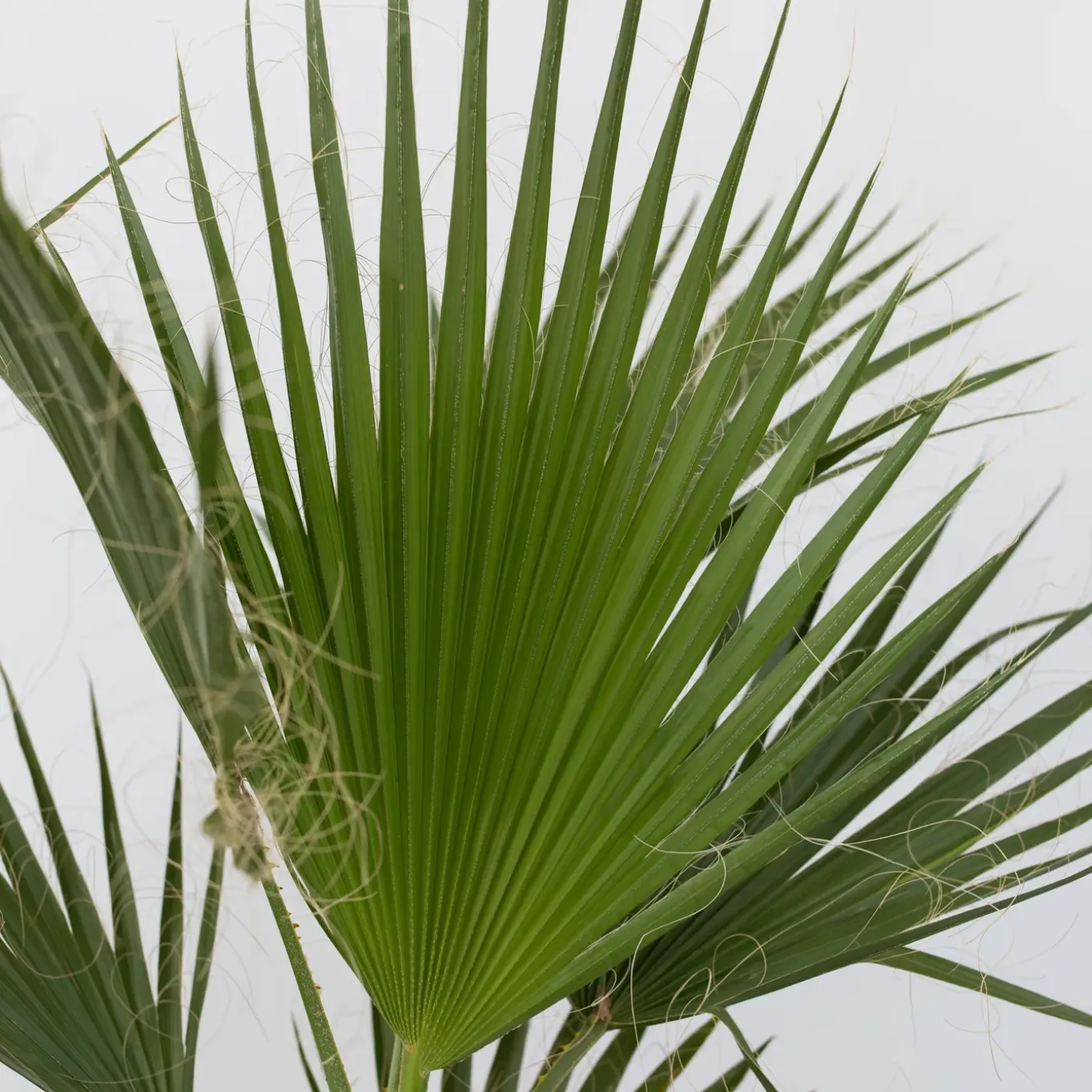 Plant In A Box - Washingtonia Robusta Mexicaanse Waaierpalm X1 - Hoogte 50-60cm