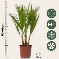 Plant In A Box - Washingtonia Robusta Mexicaanse Waaierpalm X1 - Hoogte 50-60cm