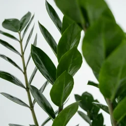 Plant In A Box - Zamioculcas Zamiifolia Zz-plant X1 - Hoogte 55-65cm