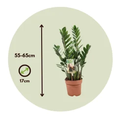 Plant In A Box - Zamioculcas Zamiifolia Zz-plant X1 - Hoogte 55-65cm
