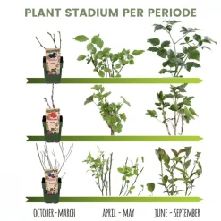 Plants By Frank - Fruitplanten Mix - Vruchtenparadijs - Moestuin - Pot 13 Cm