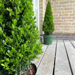 Plants by Frank - Ilex Crenata Jenny Pyramide - Hulst - Buxus - Diam. 22 Cm
