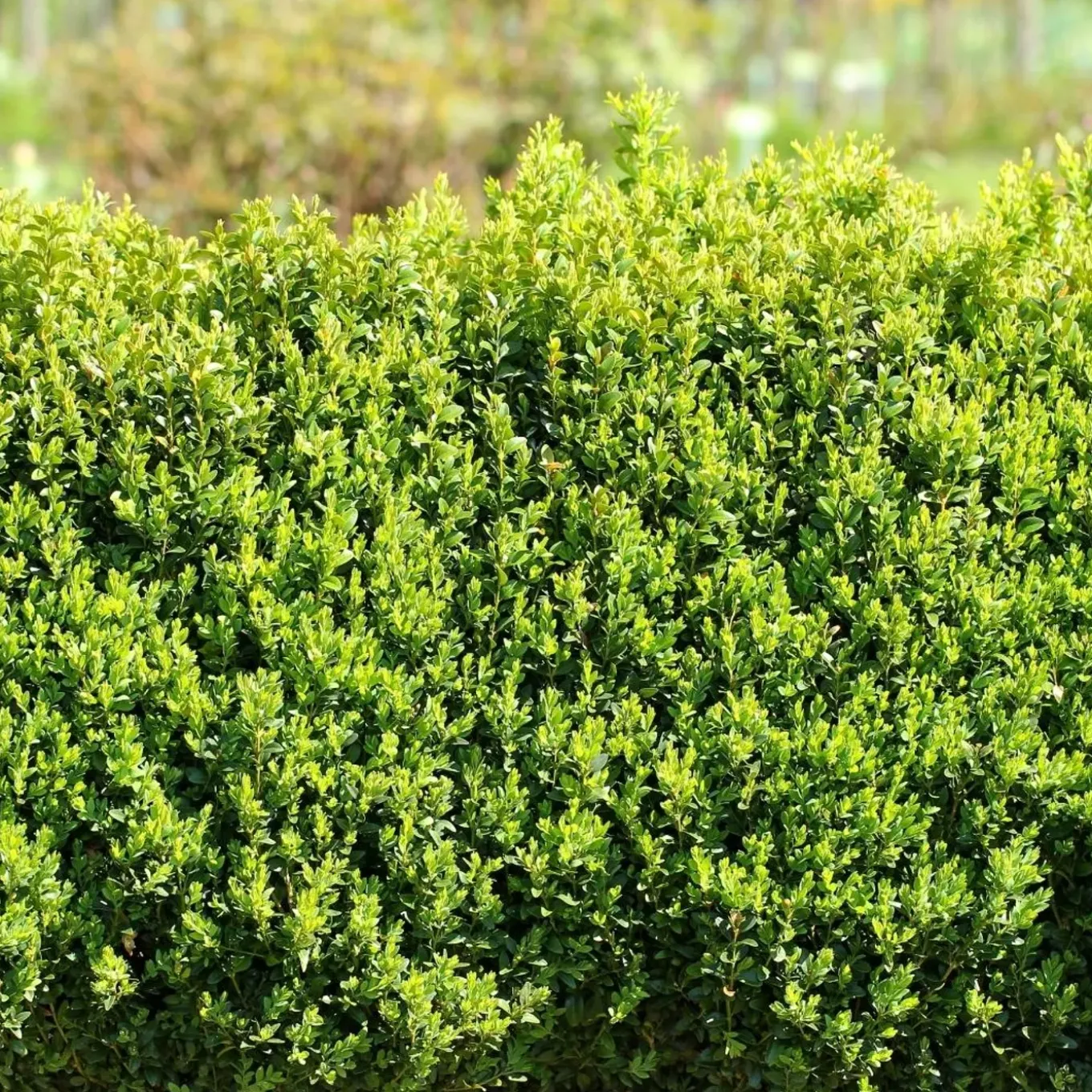 Plants By Frank - 6x Buxus Sempervirens - Haagplanten - Buxus - Diameter 7 Cm
