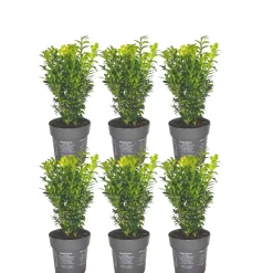 Plants By Frank - 6x Buxus Sempervirens - Haagplanten - Buxus - Diameter 7 Cm