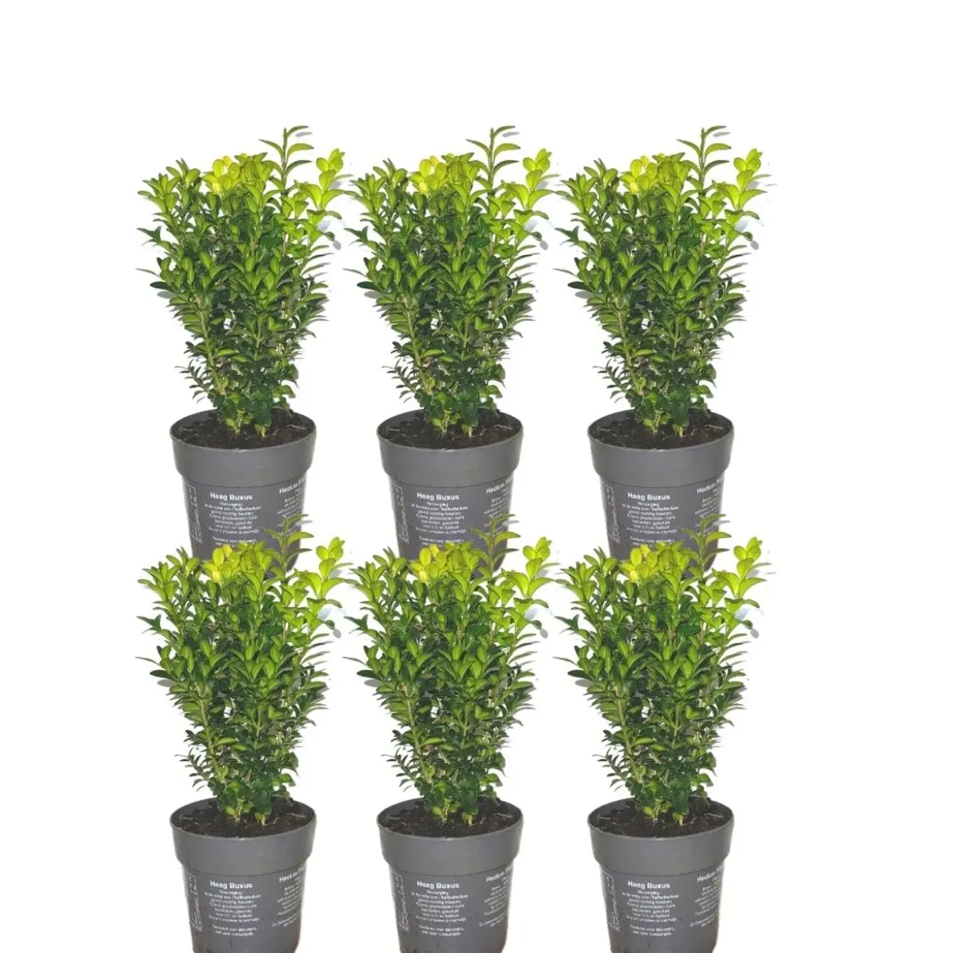 Plants By Frank - 6x Buxus Sempervirens - Haagplanten - Buxus - Diameter 7 Cm