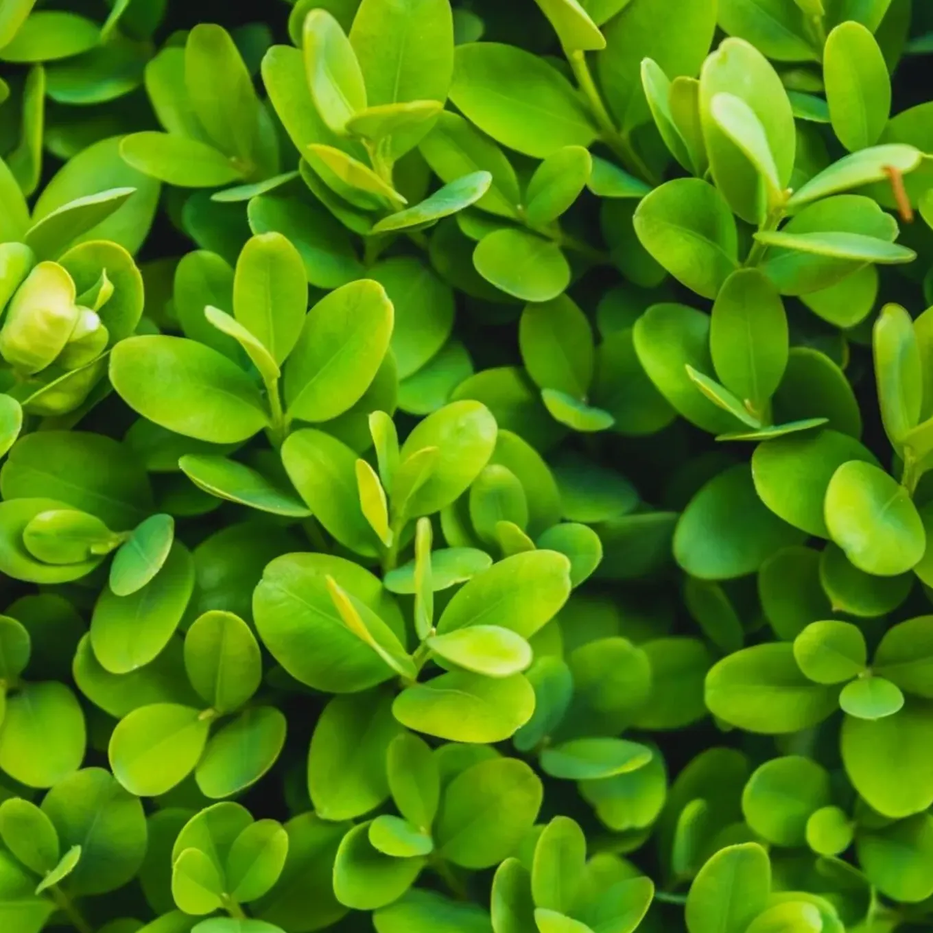 Plants By Frank - 6x Buxus Sempervirens - Haagplanten - Buxus - Diameter 7 Cm