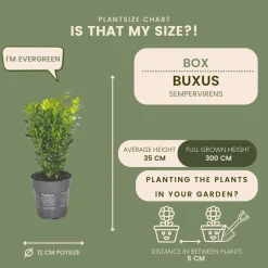 Plants By Frank - 6x Buxus Sempervirens - Haagplanten - Buxus - Diameter 7 Cm