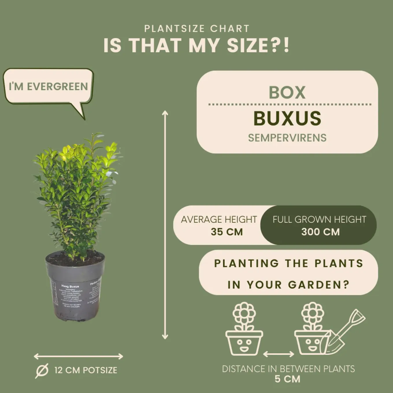 Plants By Frank - 6x Buxus Sempervirens - Haagplanten - Buxus - Diameter 7 Cm
