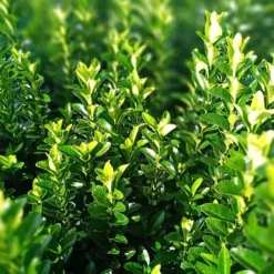 Plants by Frank - 48x Euonymus Green Spire - Haagplanten - Diam. 9 Cm