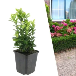 Plants by Frank - 48x Euonymus Green Spire - Haagplanten - Diam. 9 Cm