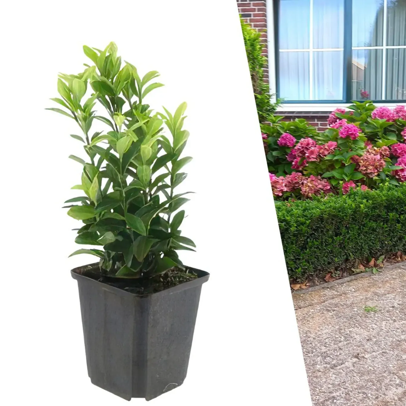 Plants by Frank - 48x Euonymus Green Spire - Haagplanten - Diam. 9 Cm