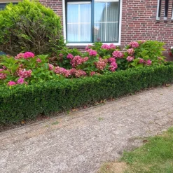 Plants by Frank - 48x Euonymus Green Spire - Haagplanten - Diam. 9 Cm