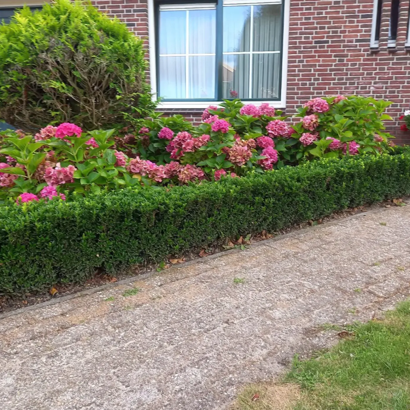 Plants by Frank - 48x Euonymus Green Spire - Haagplanten - Diam. 9 Cm