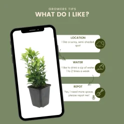 Plants by Frank - 48x Euonymus Green Spire - Haagplanten - Diam. 9 Cm