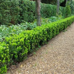 Plants By Frank - 6x Euonymus Japonicus Green Spire - Haagplanten - Diam. 7 Cm