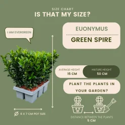 Plants By Frank - 6x Euonymus Japonicus Green Spire - Haagplanten - Diam. 7 Cm