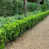 Plants By Frank - 12x Euonymus Japonicus Green Spire - Haagplanten - Diam. 7 Cm