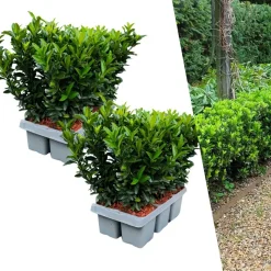 Plants By Frank - 12x Euonymus Japonicus Green Spire - Haagplanten - Diam. 7 Cm