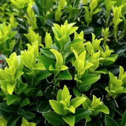 Plants By Frank - 12x Euonymus Japonicus Green Spire - Haagplanten - Diam. 7 Cm