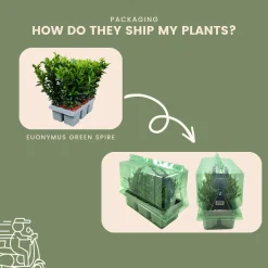 Plants By Frank - 12x Euonymus Japonicus Green Spire - Haagplanten - Diam. 7 Cm