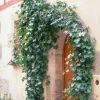 Plants By Frank - 48x Hedera Helix Glacier - Klimplanten - Pot 9 Cm