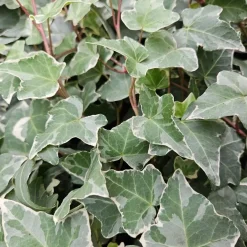 Plants By Frank - 48x Hedera Helix Glacier - Klimplanten - Pot 9 Cm