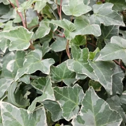 Plants by Frank - 24x Hedera Helix Glacier - Klimplanten - Pot 9 Cm