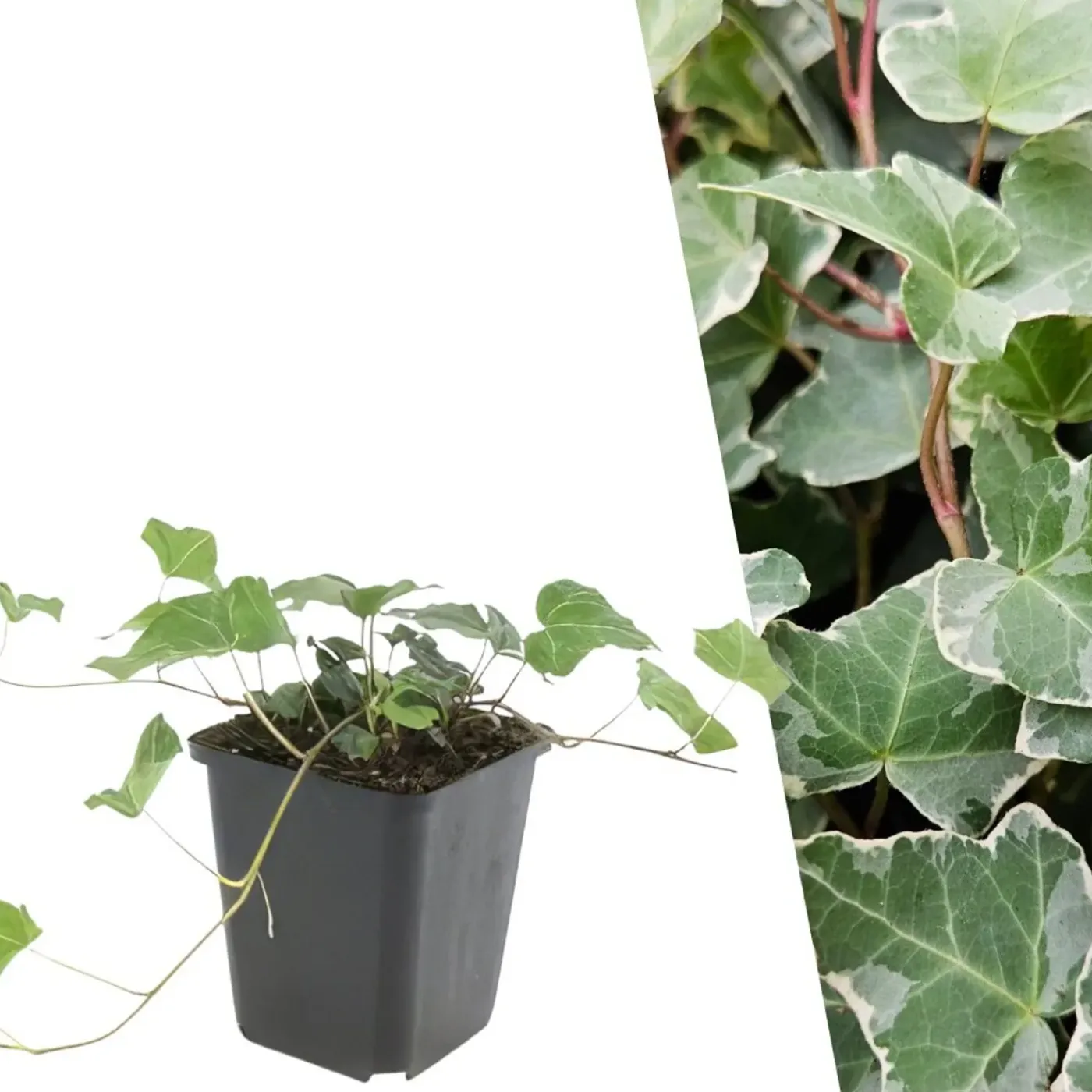 Plants by Frank - 24x Hedera Helix Glacier - Klimplanten - Pot 9 Cm