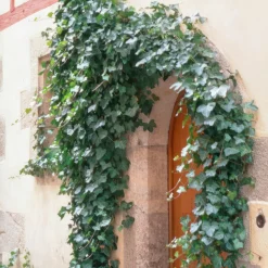 Plants by Frank - 24x Hedera Helix Glacier - Klimplanten - Pot 9 Cm