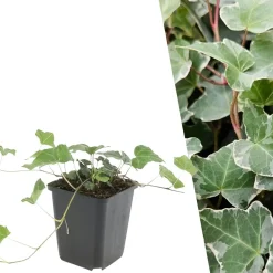 Plants By Frank - 60x Hedera Helix Glacier - Klimplanten - Pot 9 Cm