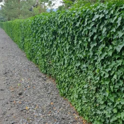 Plants By Frank - 12x Hedera Hibernica - Klimplanten - Pot 9 Cm
