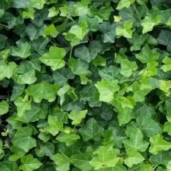 Plants by Frank - 24x Hedera Hibernica - Klimplanten - Pot 9 Cm