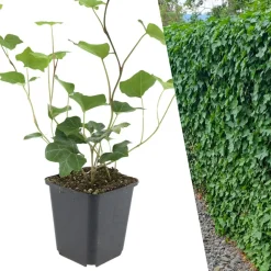 Plants by Frank - 24x Hedera Hibernica - Klimplanten - Pot 9 Cm