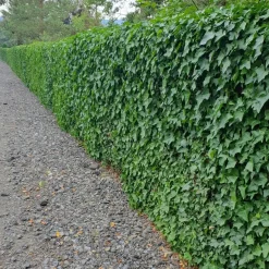 Plants by Frank - 24x Hedera Hibernica - Klimplanten - Pot 9 Cm