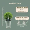 Plants By Frank - 2x Ilex Crenata Jenny Bol Xl - Hulst - Buxus - Diam. 25 Cm