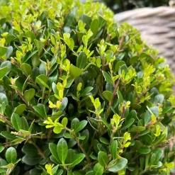 Plants By Frank - 2x Ilex Crenata Jenny Bol Xl - Hulst - Buxus - Diam. 25 Cm