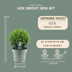 Plants By Frank - 2x Ilex Crenata Jenny Bol Xl - Hulst - Buxus - Diam. 25 Cm