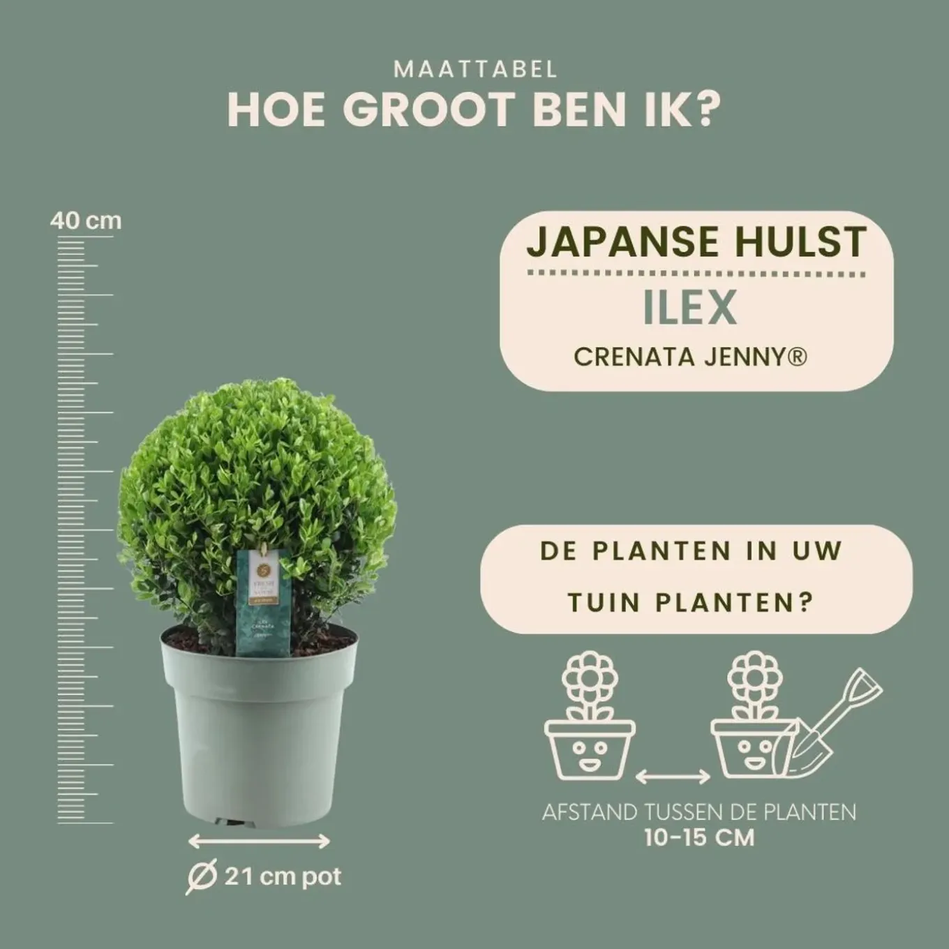 Plants By Frank - 2x Ilex Crenata Jenny Bol Xl - Hulst - Buxus - Diam. 25 Cm