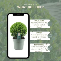 Plants By Frank - 2x Ilex Crenata Jenny Bol Xl - Hulst - Buxus - Diam. 25 Cm