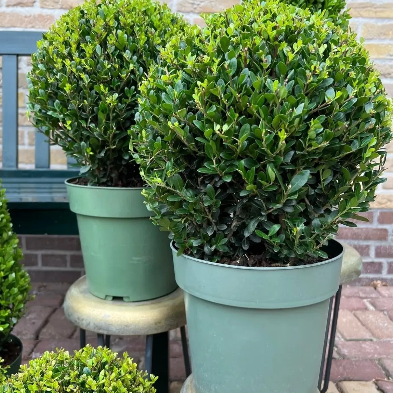 Plants By Frank - 2x Ilex Crenata Jenny Bol Xl - Hulst - Buxus - Diam. 25 Cm