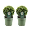 Plants By Frank - 2x Ilex Crenata Jenny Bol - Hulst - Buxus - Diam. 20 Cm