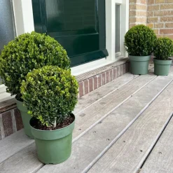 Plants By Frank - 2x Ilex Crenata Jenny Bol - Hulst - Buxus - Diam. 20 Cm