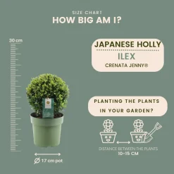 Plants By Frank - 2x Ilex Crenata Jenny Bol - Hulst - Buxus - Diam. 20 Cm