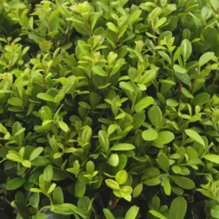 Plants by Frank - 12x Ilex Crenata Jenny - Hulst - Haagplanten - Diam. 7 Cm