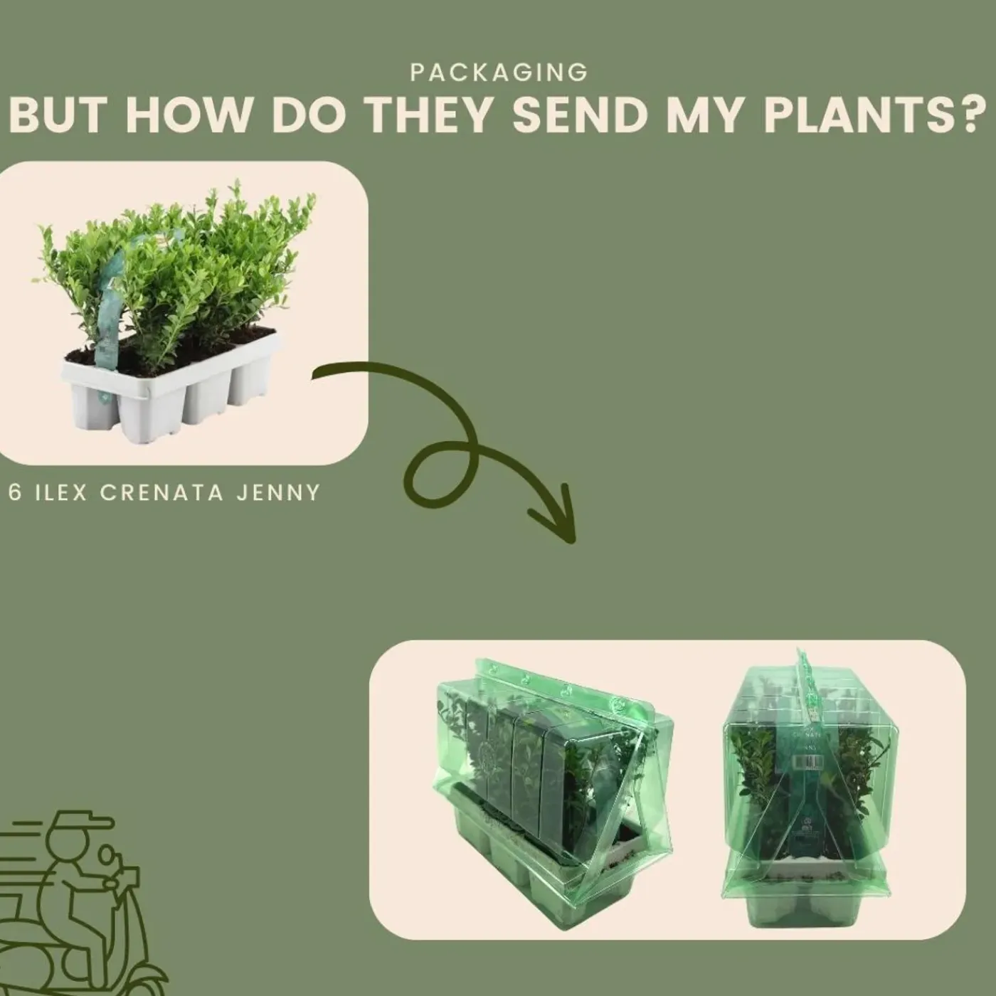 Plants by Frank - 12x Ilex Crenata Jenny - Hulst - Haagplanten - Diam. 7 Cm