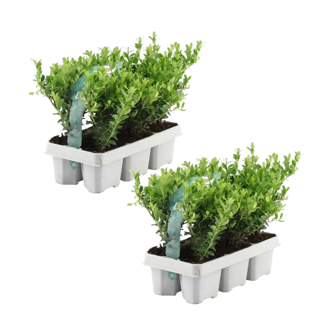 Plants by Frank - 12x Ilex Crenata Jenny - Hulst - Haagplanten - Diam. 7 Cm